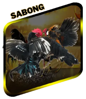 wk777 sabong